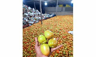 Fresh Tomatoes