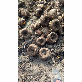 fresh suran ( elephant foot yam)