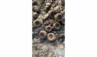 Fresh Suran ( Elephant Foot Yam)