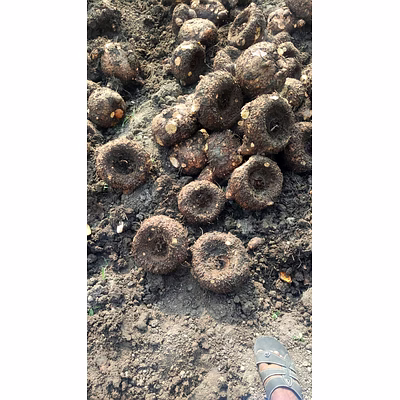 fresh suran ( elephant foot yam)