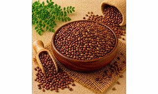 Horse Gram (Kulthi) Pulses by Dattatray for international ingredient buyers, wholesale sourcing, importer distribution, and B2B bulk supply