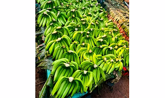 G-9 Cavendish Banana