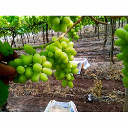 grapes