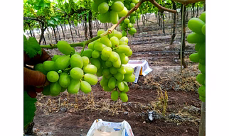 Grapes