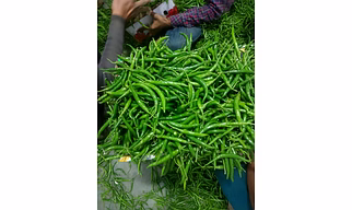 Green Chilli