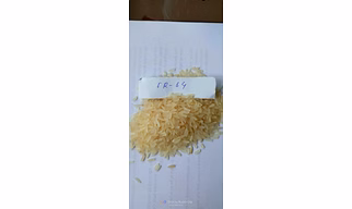 IR-64 Rice