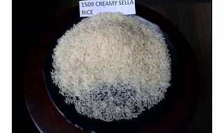 1509 Basmati Rice