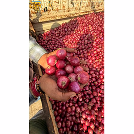 enigma exports onion