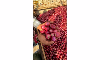 Onion