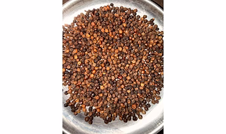 Black Pepper