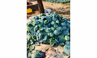 CABBAGE