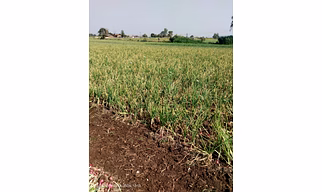ONION