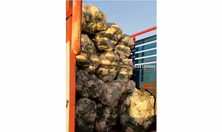 CAULIFLOWER