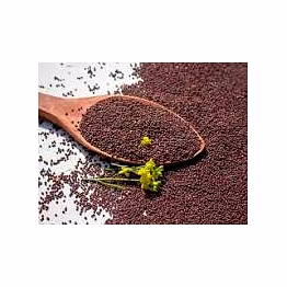 organic mustard seeds