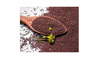 Organic Mustard Seeds