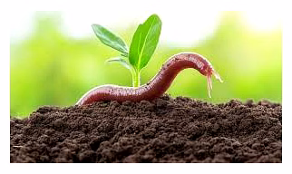 Vermicompost