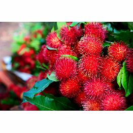 rambutan
