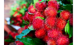Rambutan