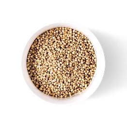 sorghum