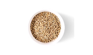 Sorghum