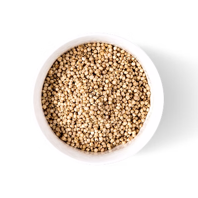 sorghum