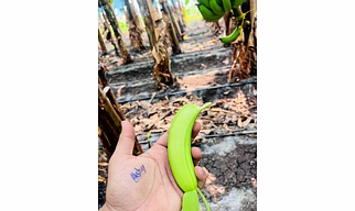FRESH BANANAS