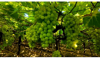 GRAPES