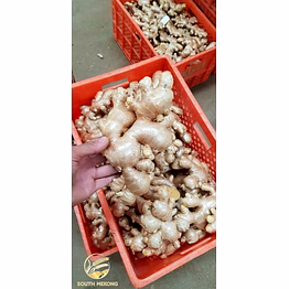 fresh indian ginger