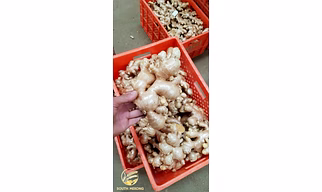 Fresh Indian Ginger