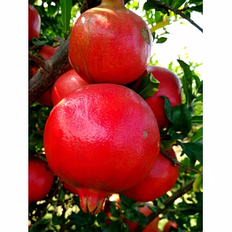 indian pomegranate