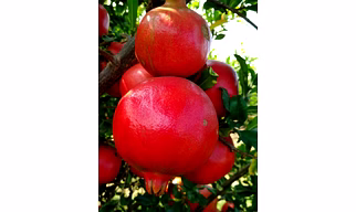 Indian Pomegranate