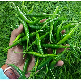fresh green chilli