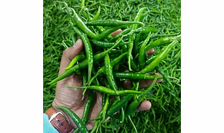 Fresh Green Chilli