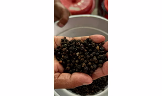 Black pepper
