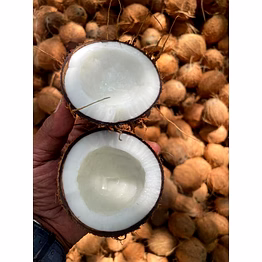 semi-husked coconut