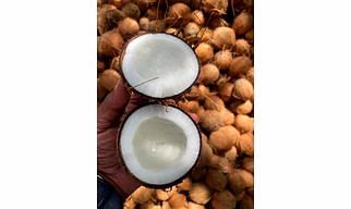 Semi-Husked Coconut