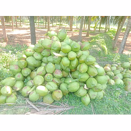 tender coconut