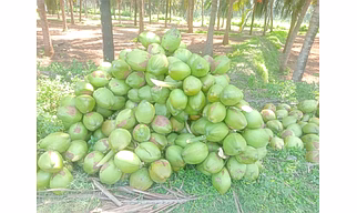 Tender Coconut