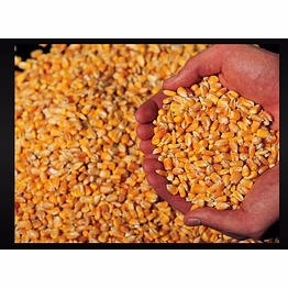 premium yellow corn