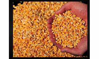 Premium Yellow Corn