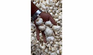 Garlic