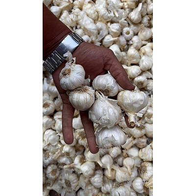 garlic