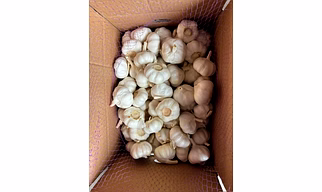 Garlic