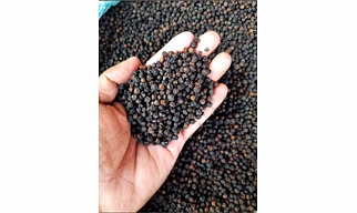 Black pepper