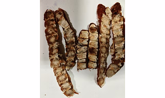 Tamarind seedless