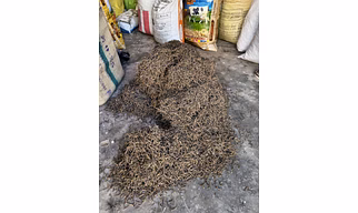 Dried Sangari ( सुखी सांगरी)