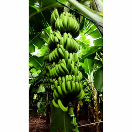 bananas