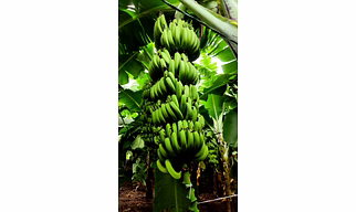 bananas
