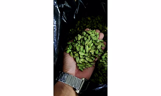 Indian / Guatemala Cardamom 8mm