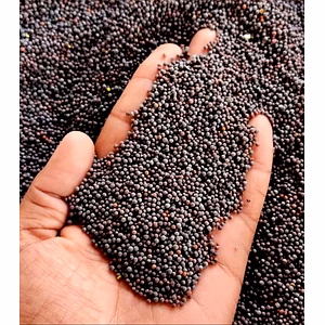 Black Mustard Seed